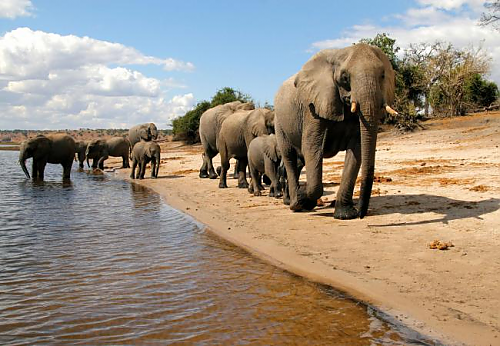 elefante chobe