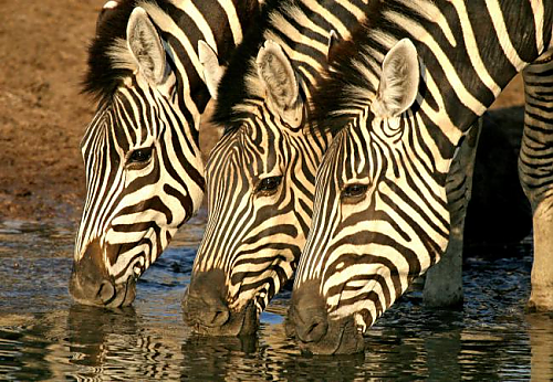 zebre