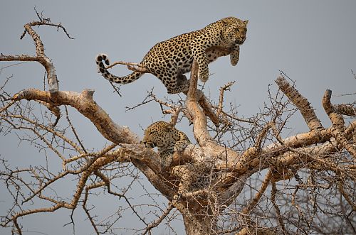 leopardi su albero
