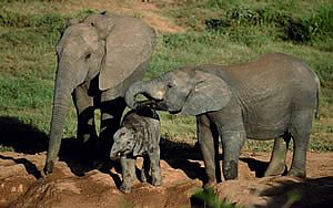 Addo Elephants