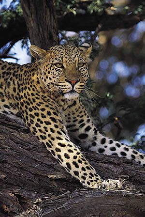 leopard