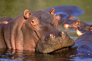 hippo