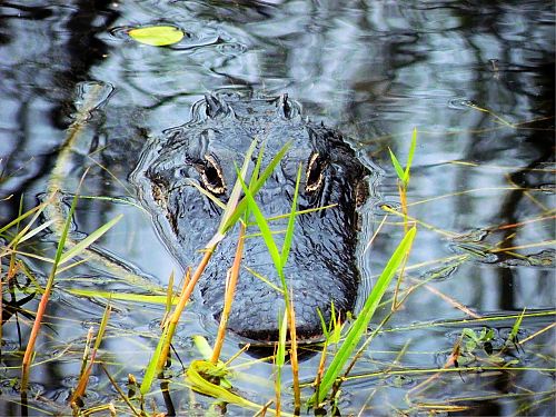 everglades-alligators-248287_1280 cc0 ok